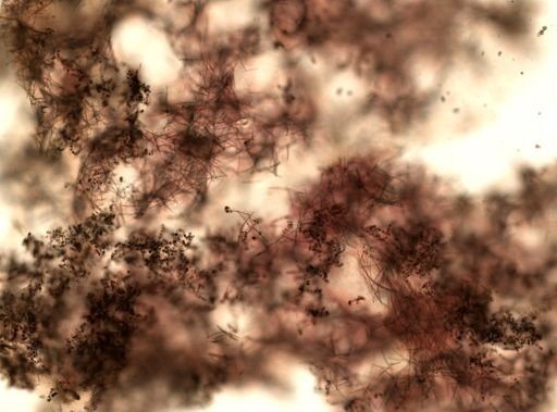 Reniera sp.