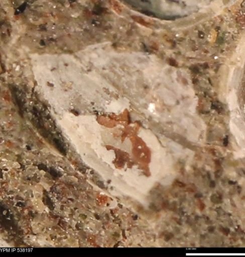 Corbulamella gregaria