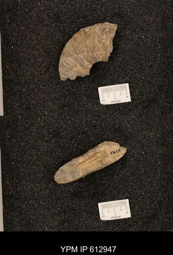 undet. Ammonitina