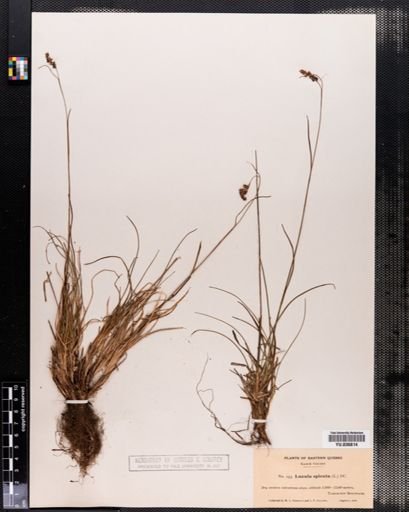 Luzula spicata