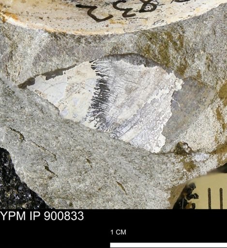 Corbicula sp.