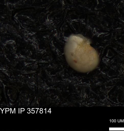 undet. Foraminiferida
