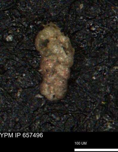 Ammobaculoides phaulus