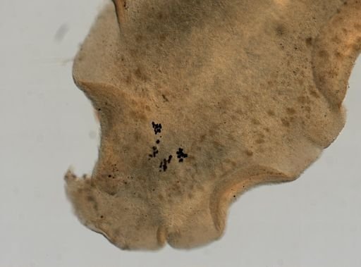 Pleioplana atomata