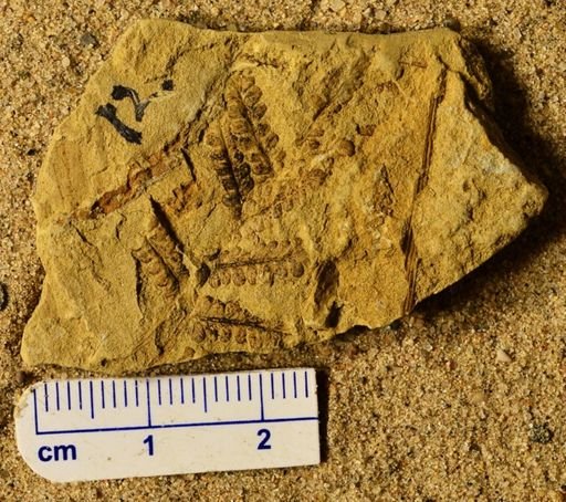 Pecopteris sp.