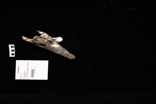 Crocodylus acutus