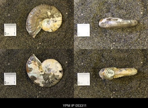 Discoscaphites conradi