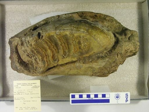 Elephas planifrons