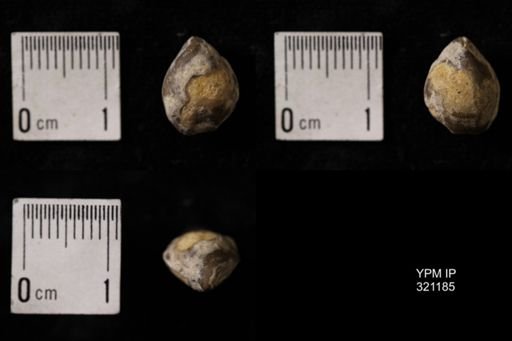 Dielasma turgida