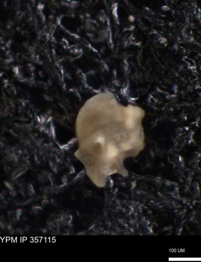 undet. Foraminiferida