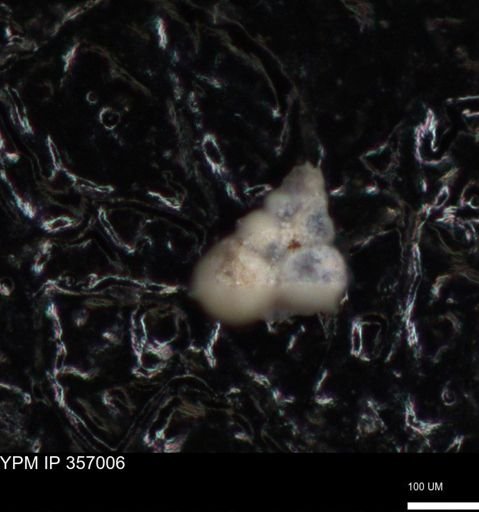 undet. Foraminiferida