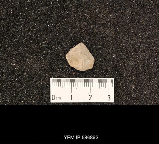Rhynchotrema anticostiensis