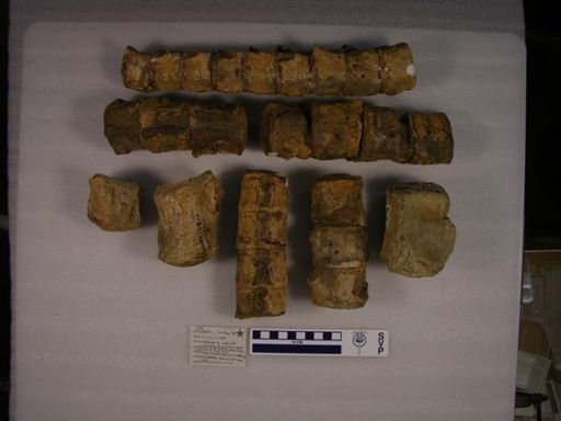 Mosasauridae
