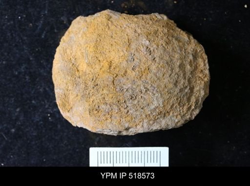 undet. Echinodermata