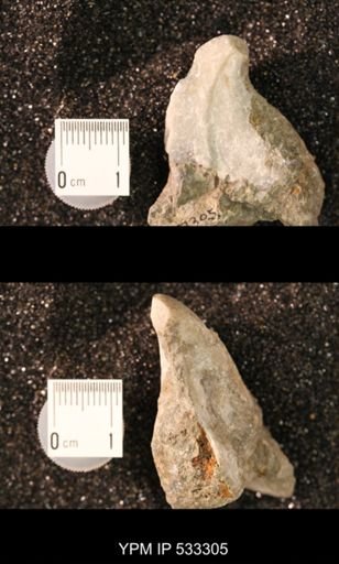 Conchidium knighti
