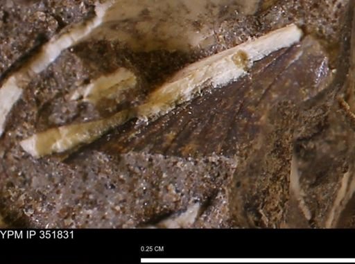 undet. Bivalvia