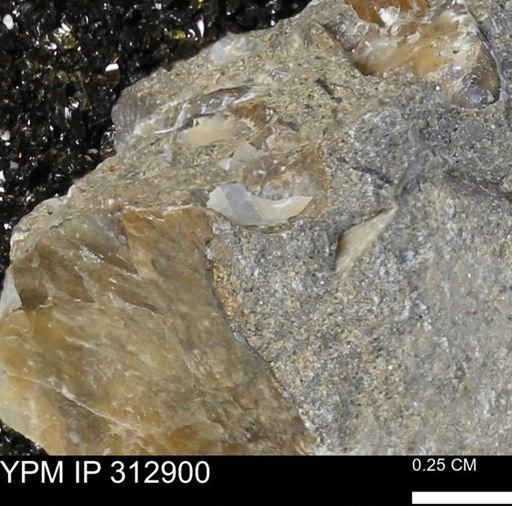 undet. Ammonoidea