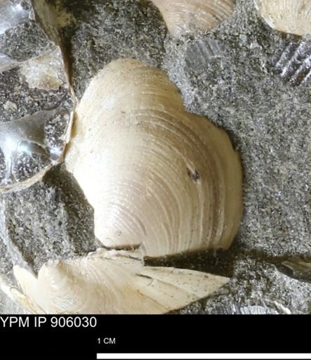 Limopsis striatopunctatus