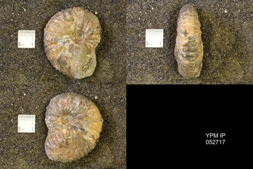 Jeletzkytes nebrascensis