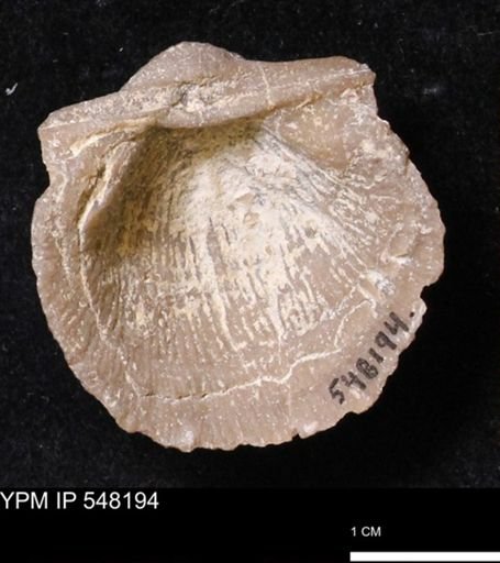 Stropheodonta altidorsata