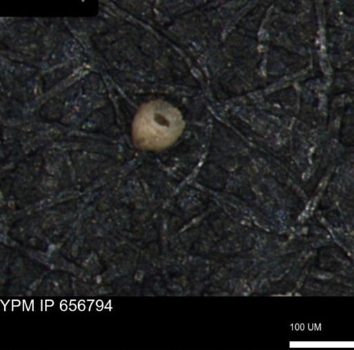 Clathrocyclas (Clathrocyclas) irrasa