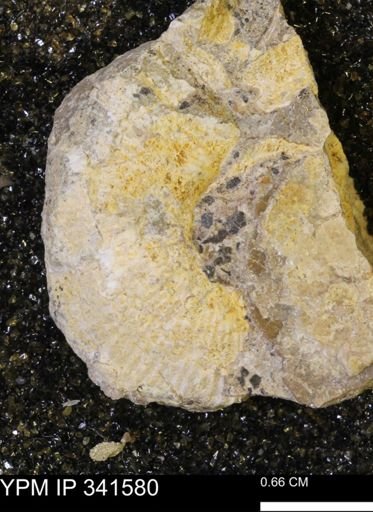 Scaphites sp.