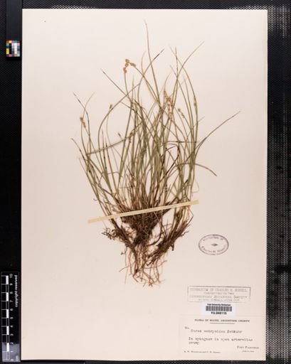 Carex interior
