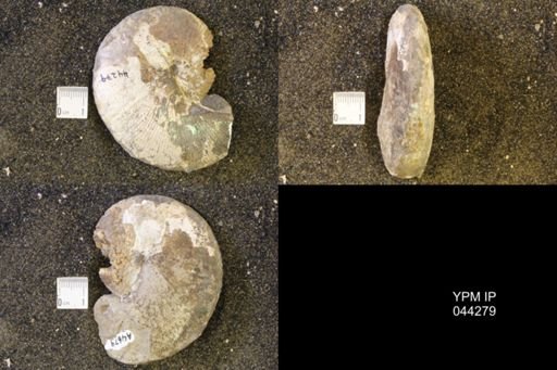Hoploscaphites comprimus
