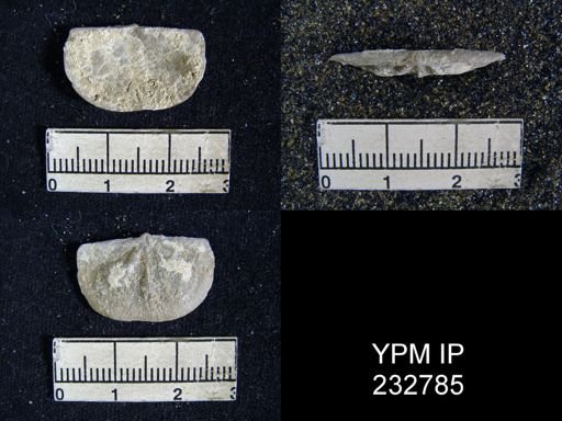 Chonetes granulifer