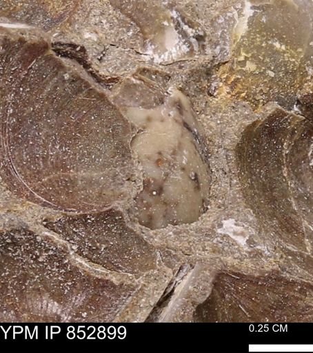 Limopsis striatopunctatus