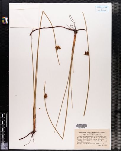 Scirpus torreyi