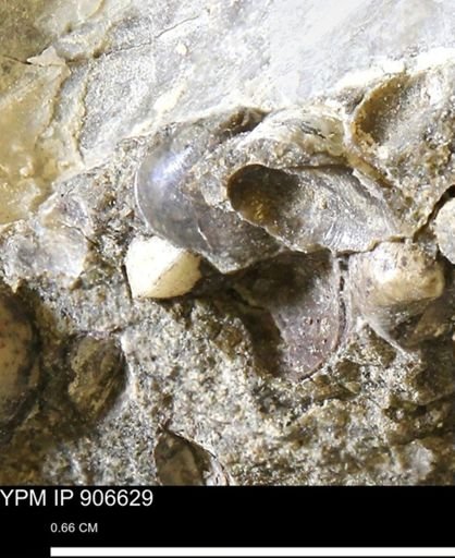 undet. Bivalvia
