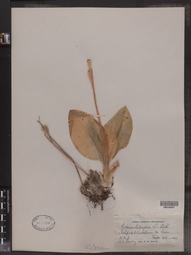 Liparis liliifolia