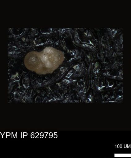 undet. Foraminiferida