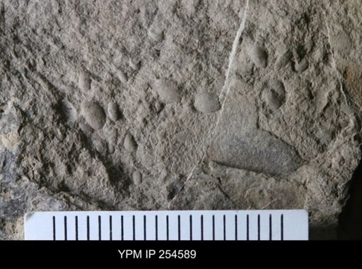 Ostracoda