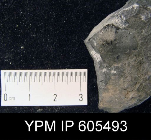 Syntrophina sp.
