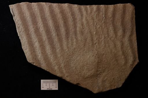 Mesichnium benjamini
