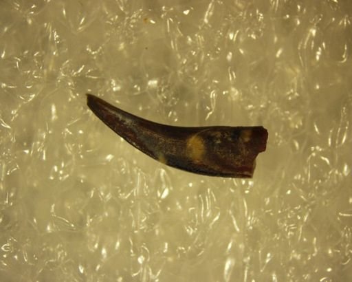 Multituberculata