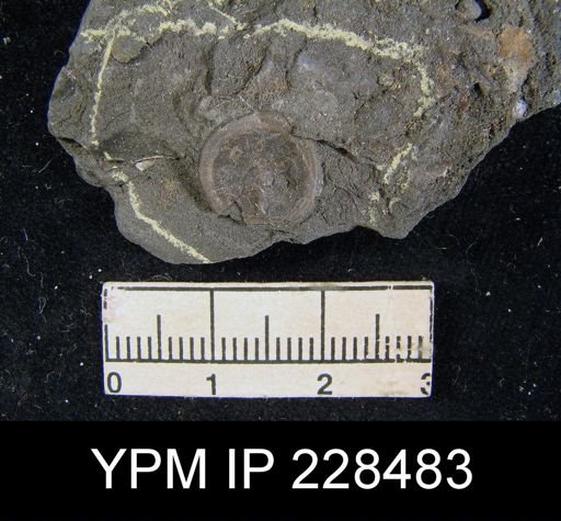 Orbiculoidea missouriensis