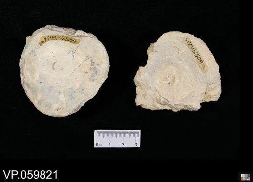 Xiphactinus sp.