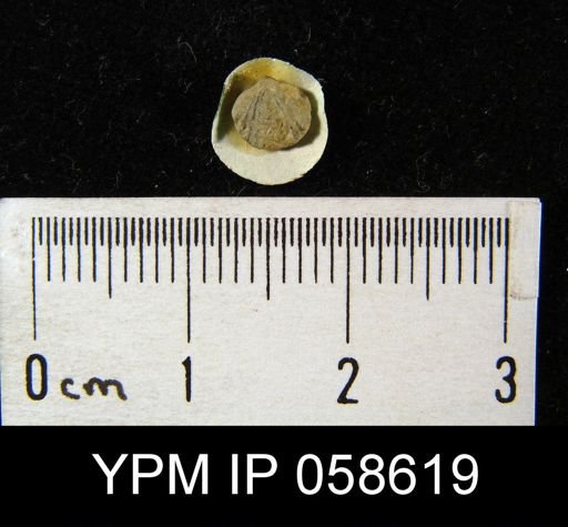 Anoplotheca concava