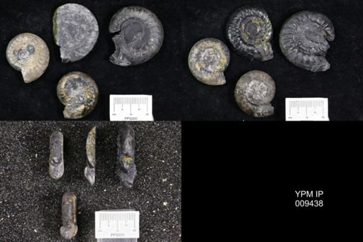 Tropigastrites halli