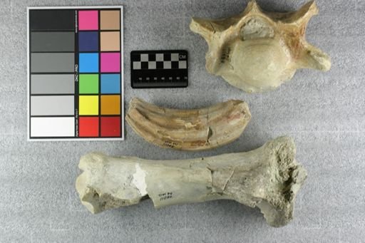 Metamynodon planiceps