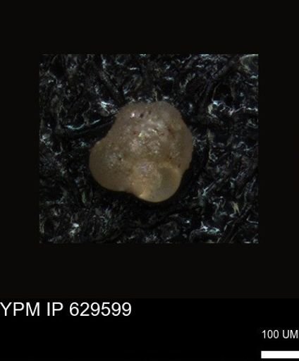 undet. Foraminiferida