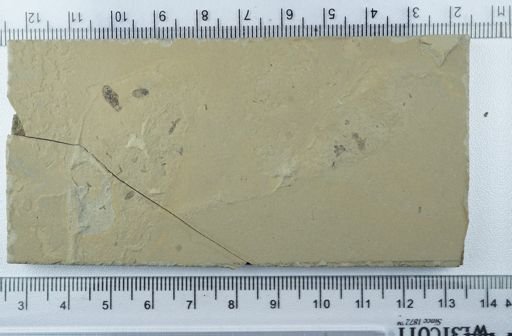 undet. Heteroptera