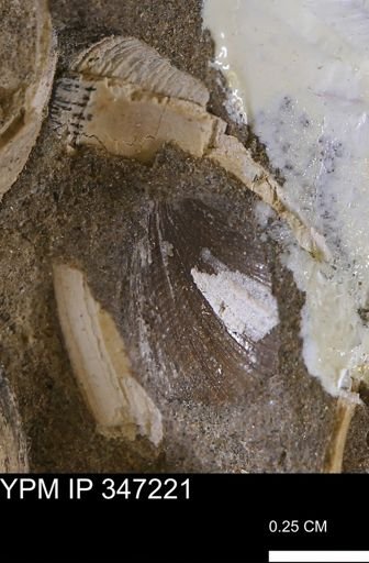 Limopsis striatopunctatus