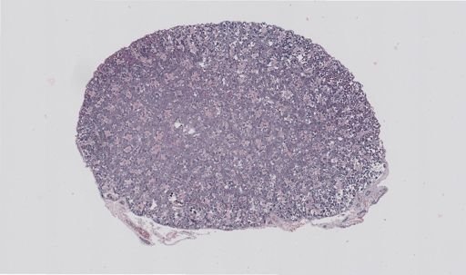 Rana clamitans