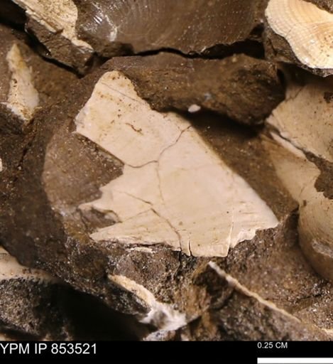 Limopsis striatopunctatus