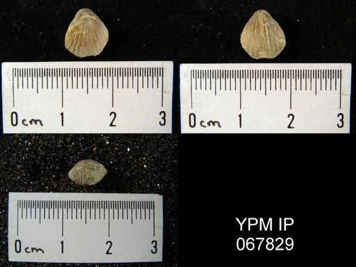 Rhynchospira formosa