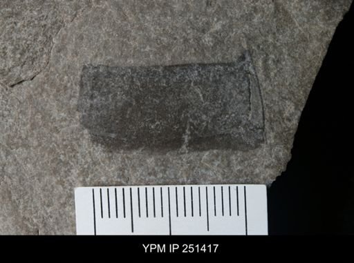 undet. Eurypterida